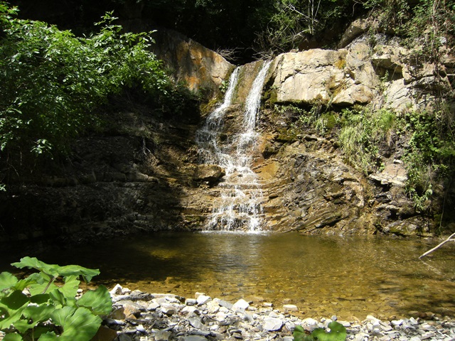 Larve di Siphlonurus di Acquapendente (VT)