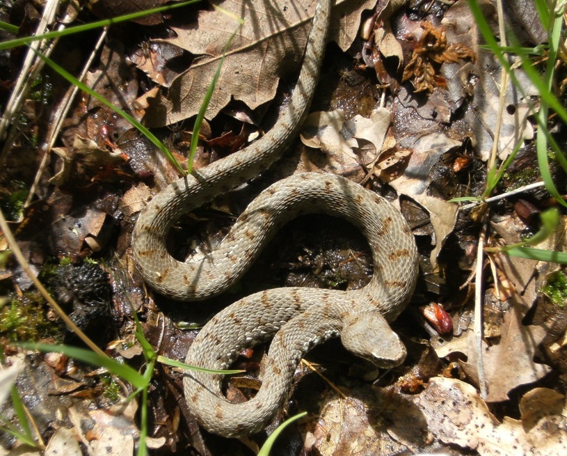 Vipera aspis ma quale? Vipera aspis francisciredi