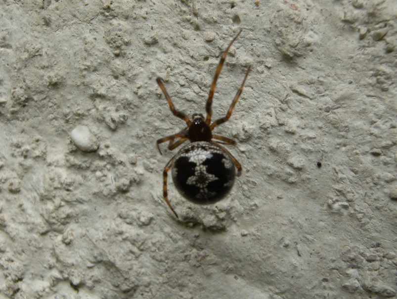 Steatoda triangulosa - Acquapendente (VT)