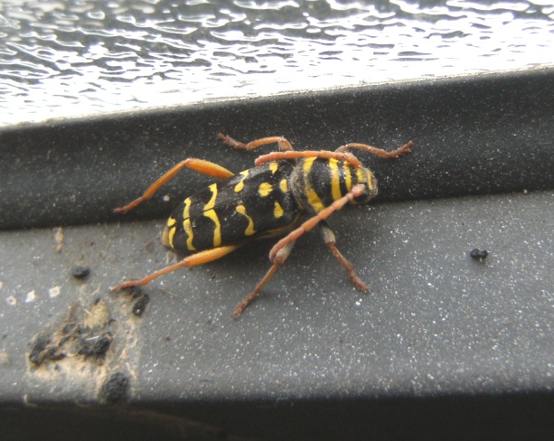 Plagionotus arcuatus, Cerambycidae