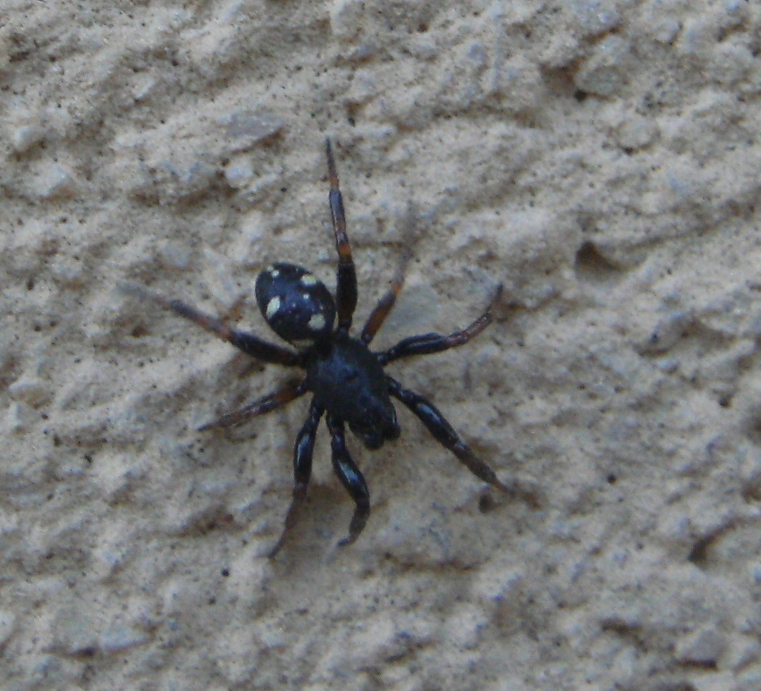 Gnaphosidae? No. maschio di Asagena sp. - Acquapedente (VT)