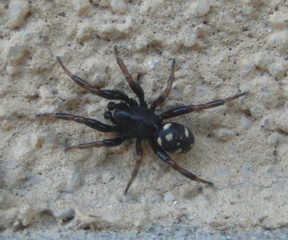 Gnaphosidae? No. maschio di Asagena sp. - Acquapedente (VT)