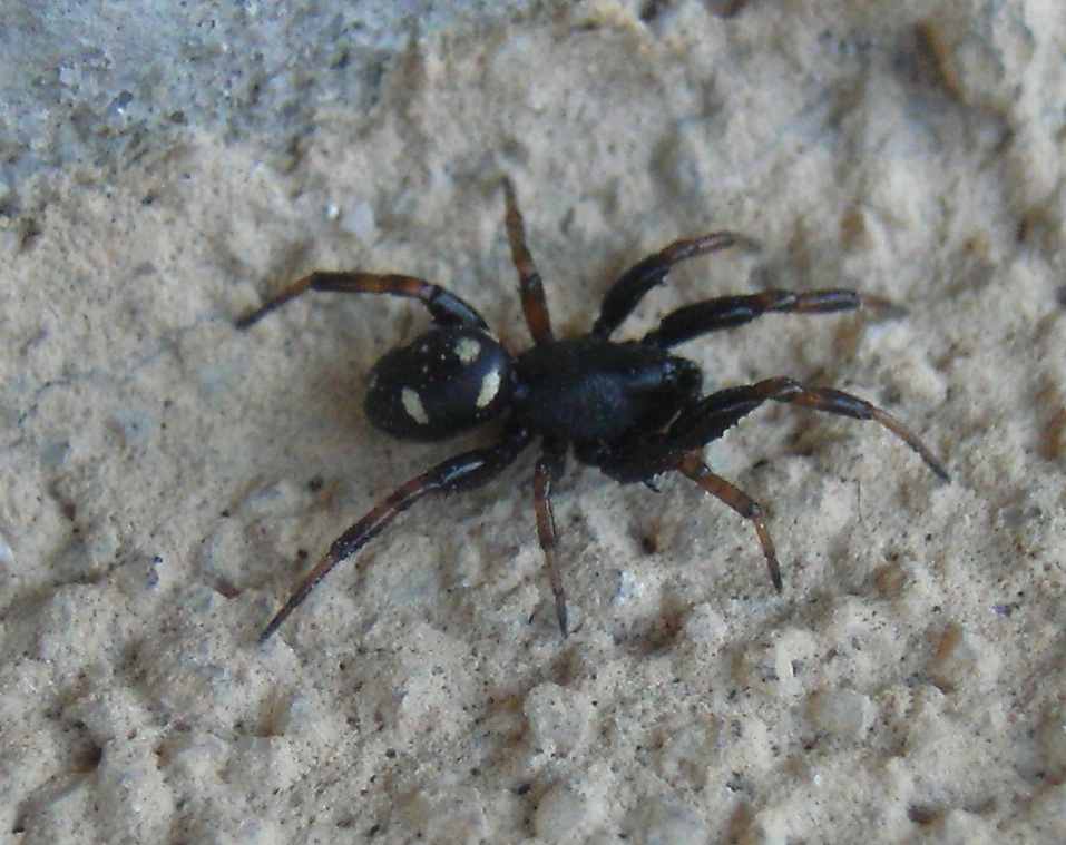 Gnaphosidae? No. maschio di Asagena sp. - Acquapedente (VT)