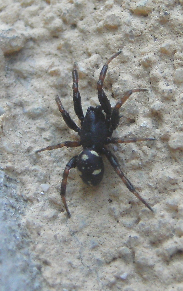 Gnaphosidae? No. maschio di Asagena sp. - Acquapedente (VT)