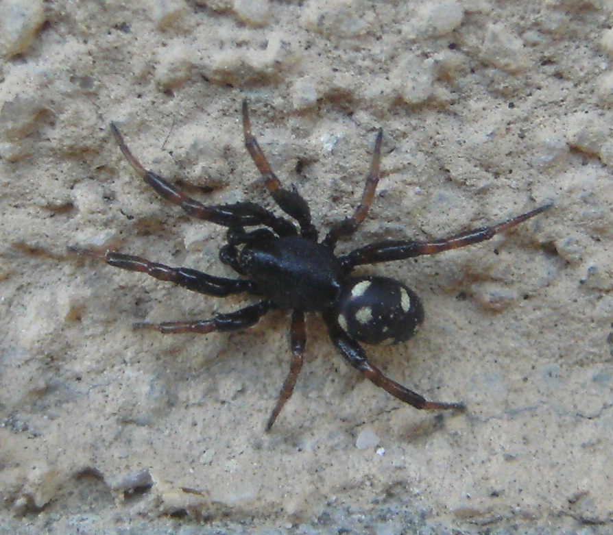 Gnaphosidae? No. maschio di Asagena sp. - Acquapedente (VT)