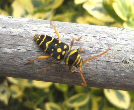 Plagionotus arcuatus, Cerambycidae