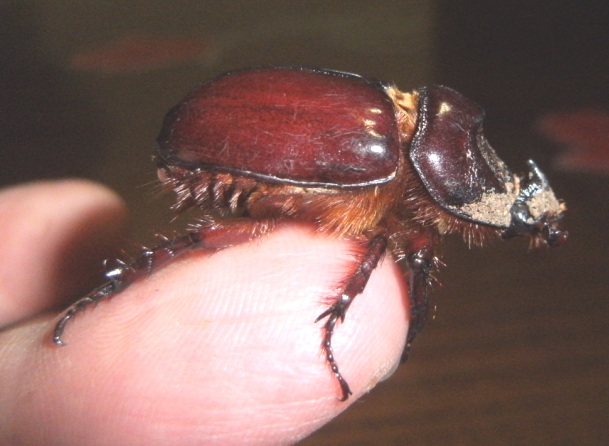 Oryctes nasicornis