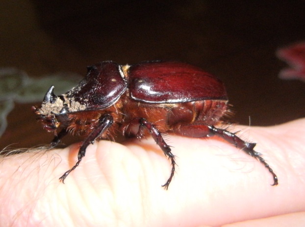 Oryctes nasicornis