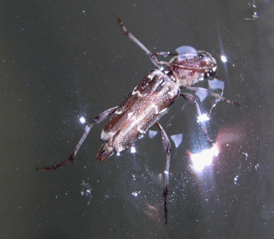 Xylotrechus stebbingi