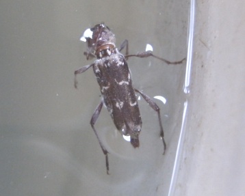 Xylotrechus stebbingi