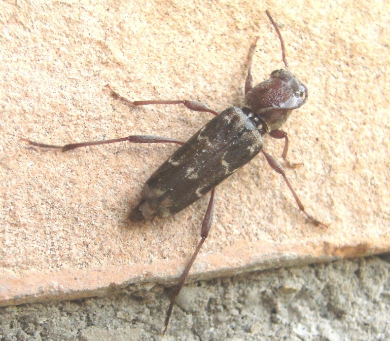 Xylotrechus stebbingi