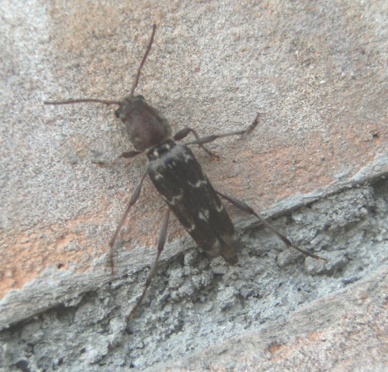 Xylotrechus stebbingi