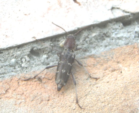 Xylotrechus stebbingi