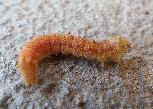 bruco da determinare 1? Noctuidae Heliothinae