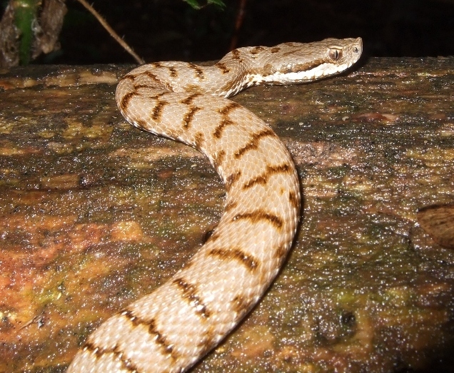 Vipera aspis ma quale? Vipera aspis francisciredi