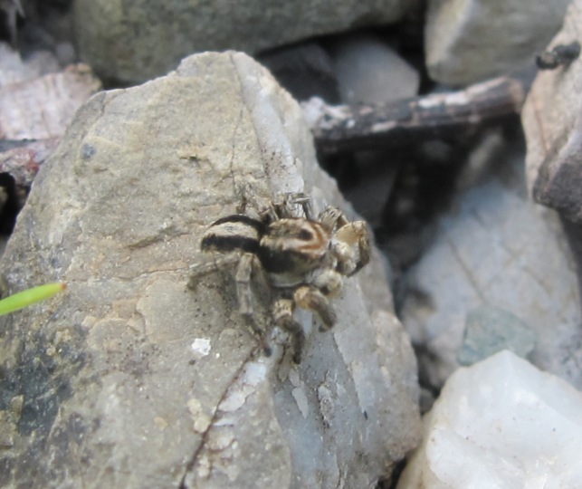 Aelurilus v-insignitus - Acquapendente (VT)