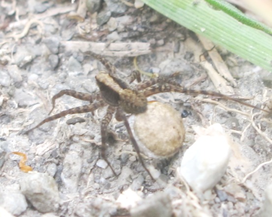 Pardosa lugubris s. l. - Acquapendente (VT)