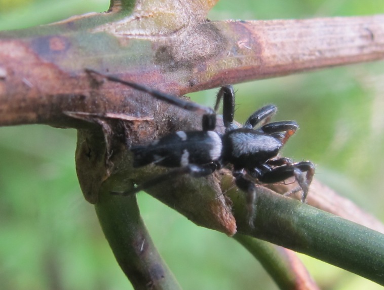 Aphantaulax sp. - Acquapendente (VT)