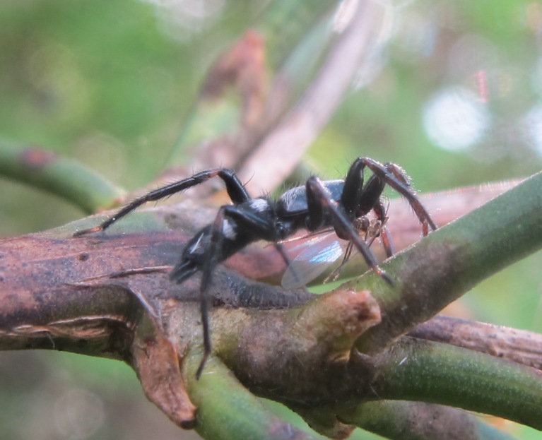 Aphantaulax sp. - Acquapendente (VT)