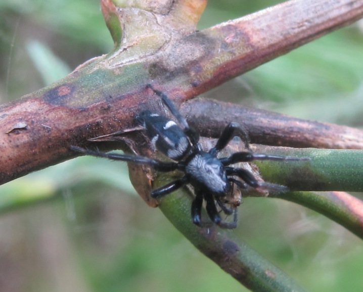 Aphantaulax sp. - Acquapendente (VT)