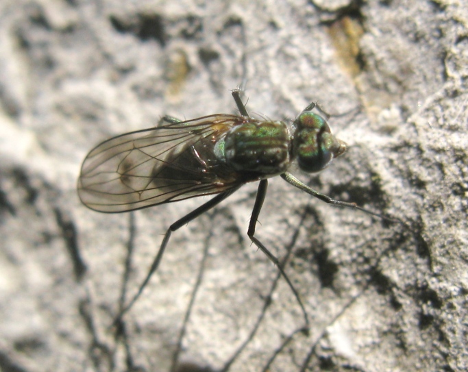 Dolichopodidae - Liancalus virens ?