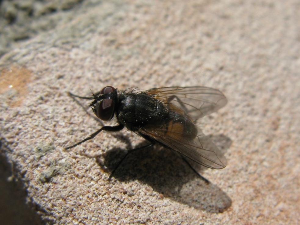 Musca domestica ♀  (Muscidae)