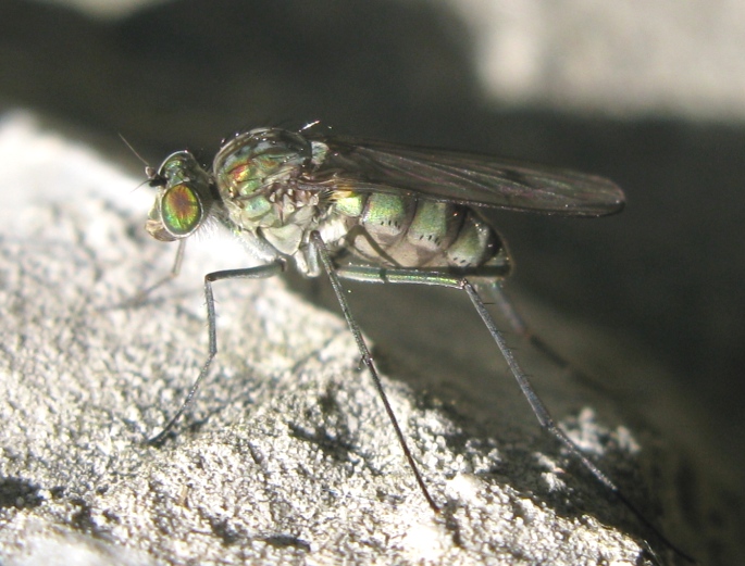 Dolichopodidae - Liancalus virens ?