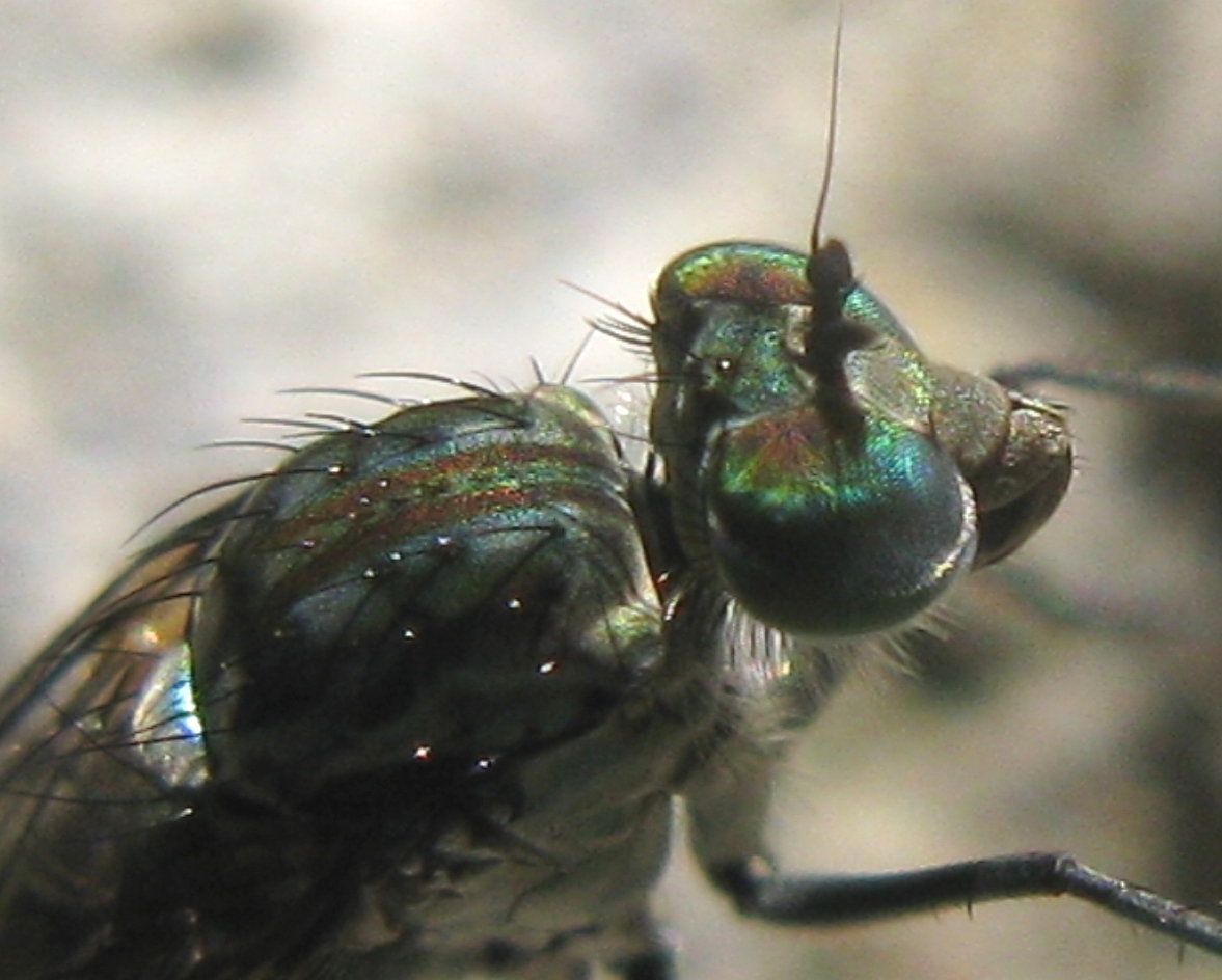 Dolichopodidae - Liancalus virens ?