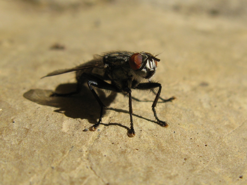 sarcophagidae da determinare?