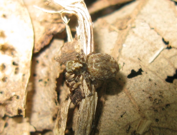 Pseudeuophrys cf. erratica - Acquapendente (VT)