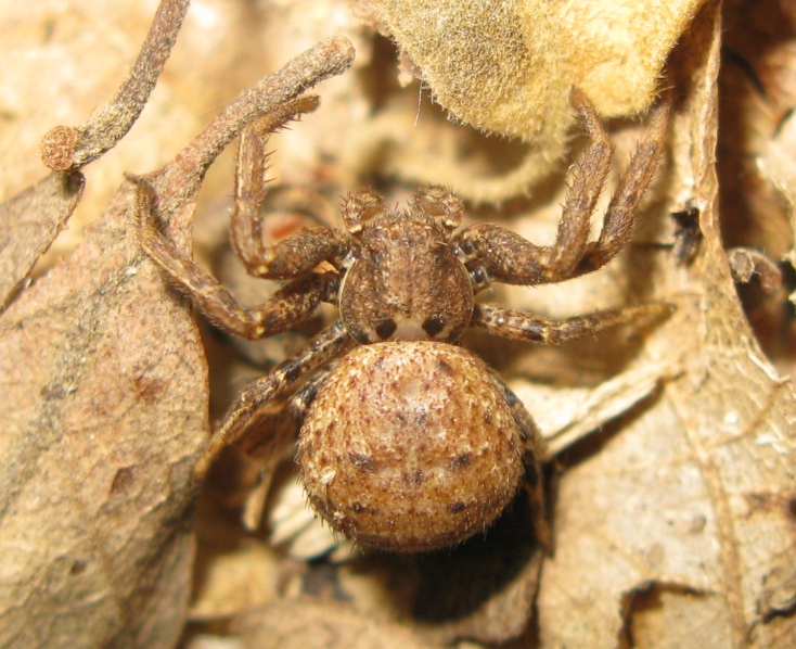 Xysticus sp. - Acquapendente (VT)