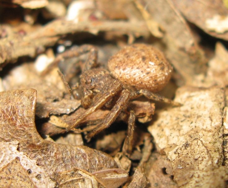 Xysticus sp. - Acquapendente (VT)