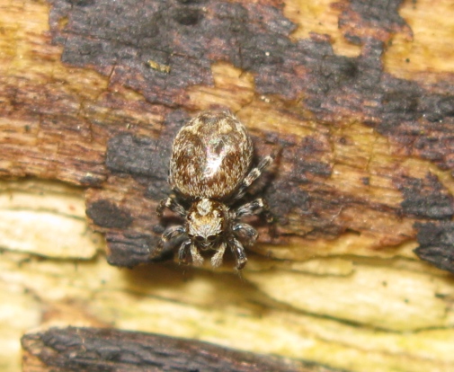 Pseudeuophrys cf. erratica - Acquapendente (VT)