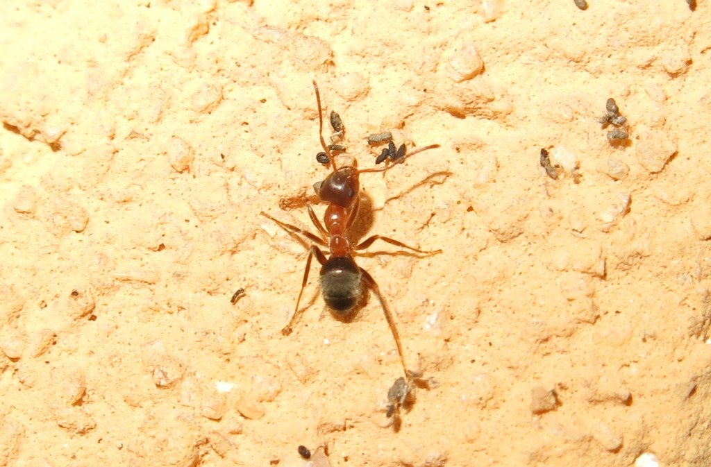 Formicidae: Lasius cfr. emarginatus