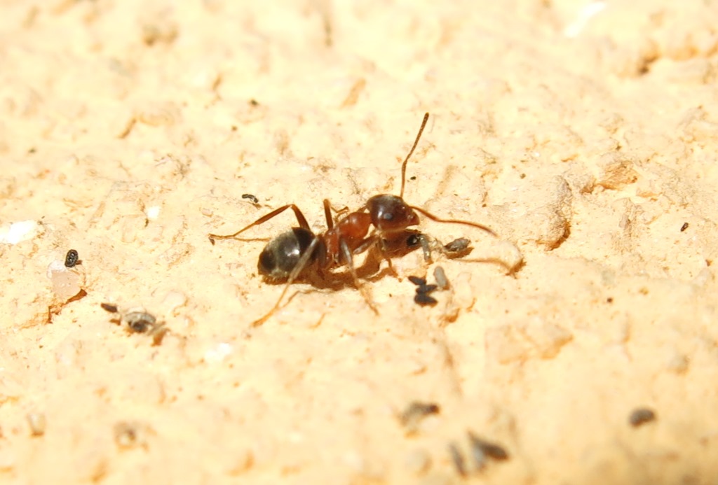 Formicidae: Lasius cfr. emarginatus