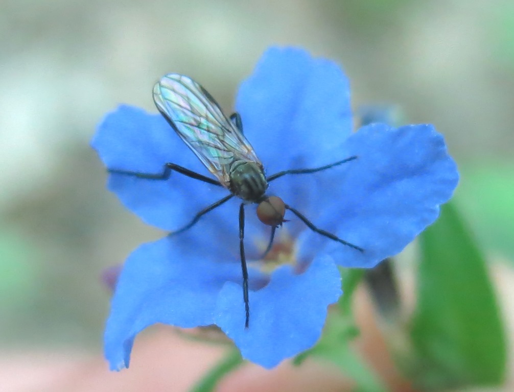 Empis (Empis) sp. maschio