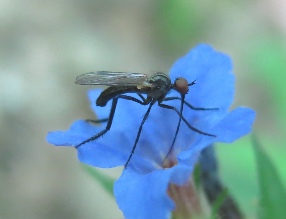 Empis (Empis) sp. maschio