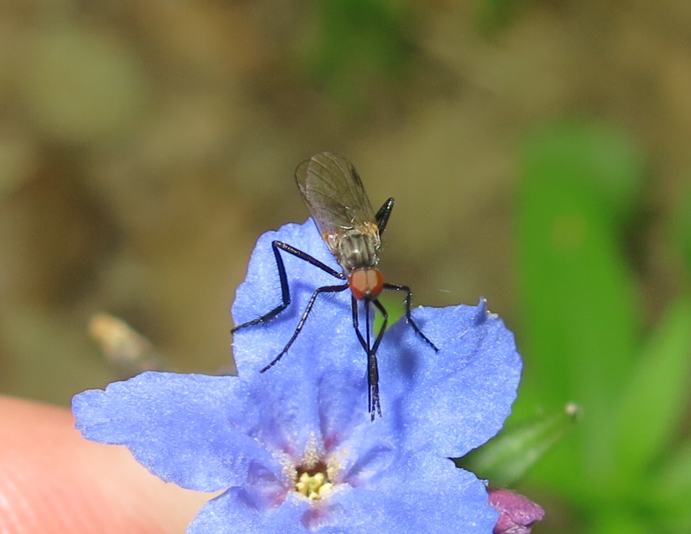 Empis (Empis) sp. maschio