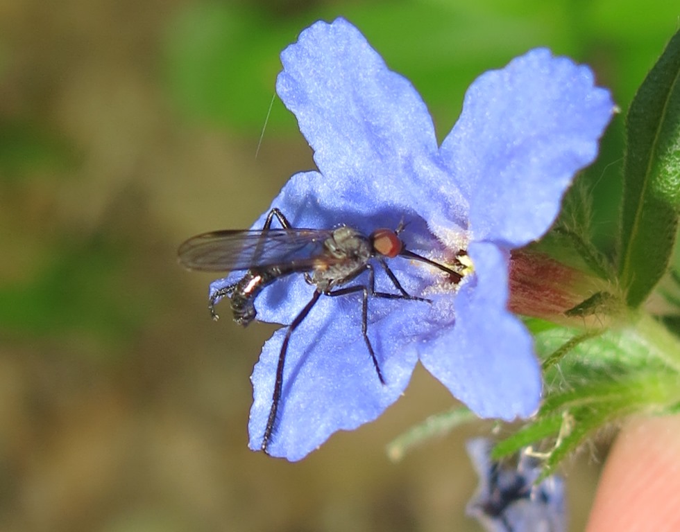 Empis (Empis) sp. maschio