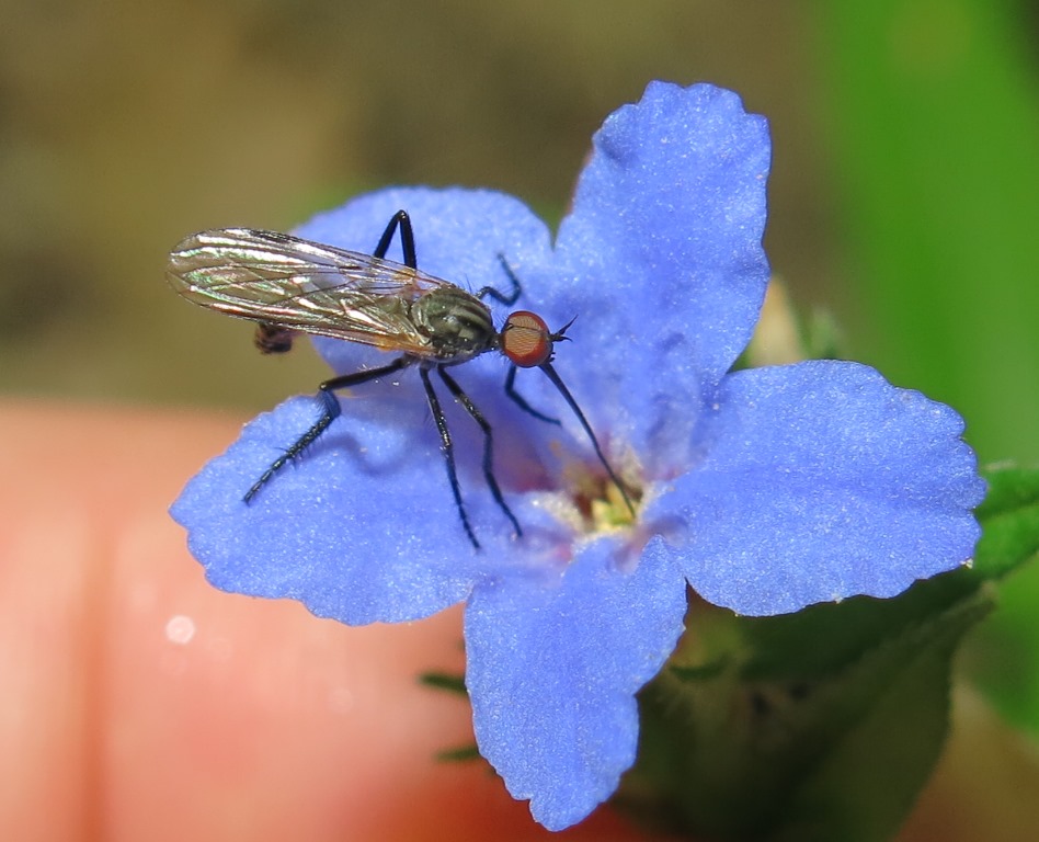 Empis (Empis) sp. maschio