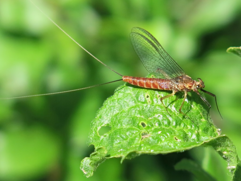 Electrogena sp. di Acquapendente (VT)