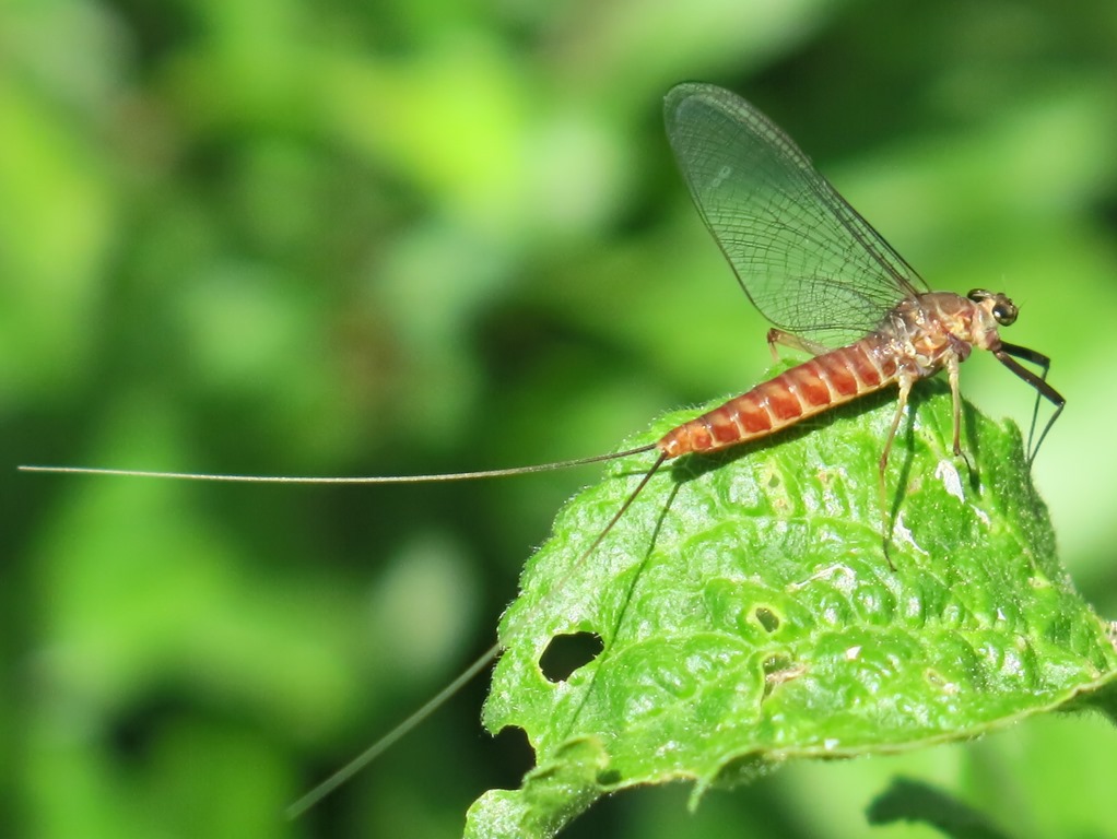 Electrogena sp. di Acquapendente (VT)