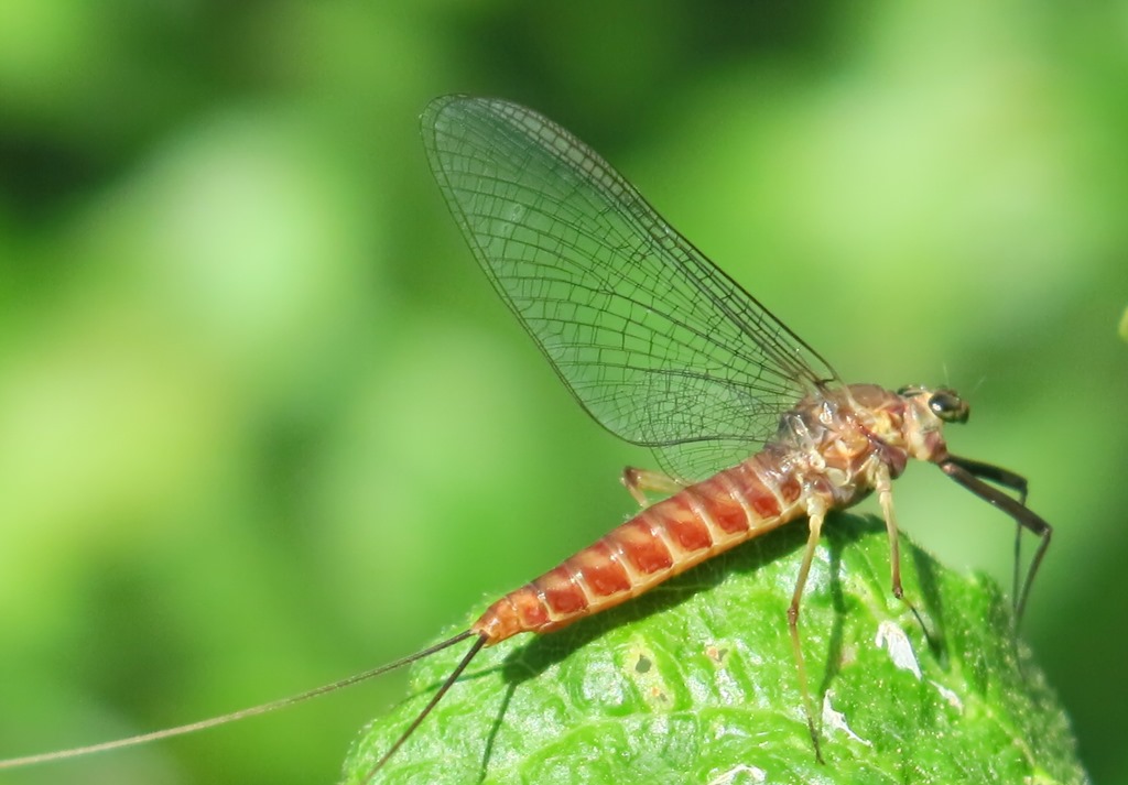 Electrogena sp. di Acquapendente (VT)