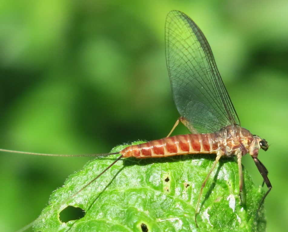 Electrogena sp. di Acquapendente (VT)