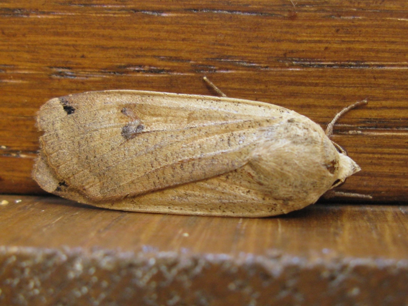 Noctuidae da determinare 13!