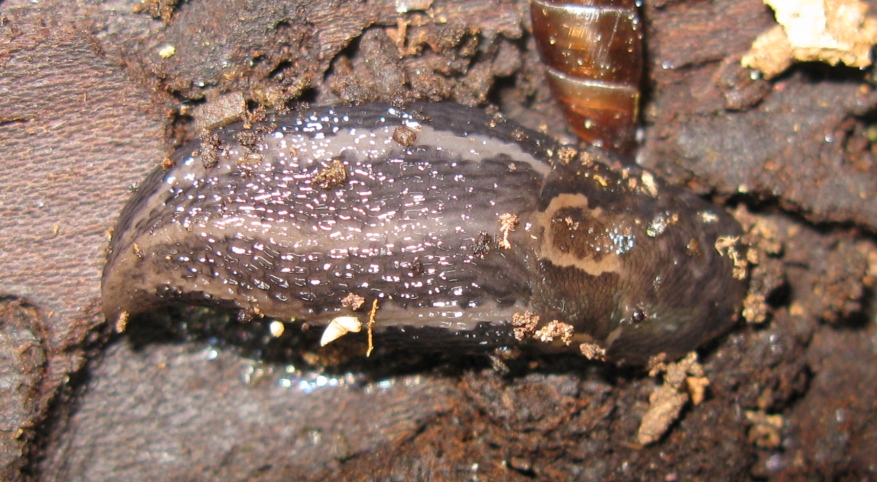 Limax sp. da Acquapendente (VT)