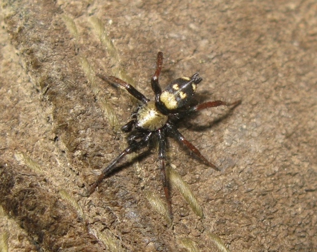 Callilepis nocturna -  Acquapendente (VT)