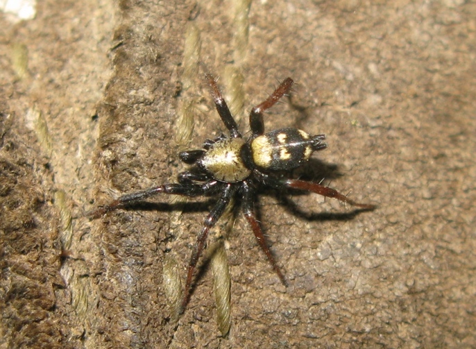 Callilepis nocturna -  Acquapendente (VT)