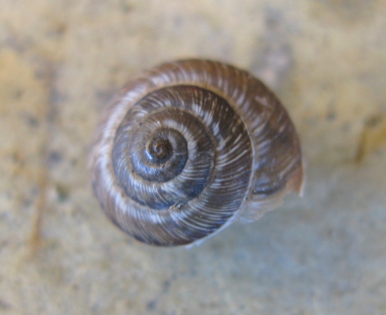 Gastropoda da determinare ?