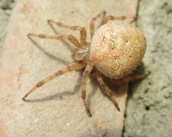 Araneus diadematus - Acquapendente (VT)